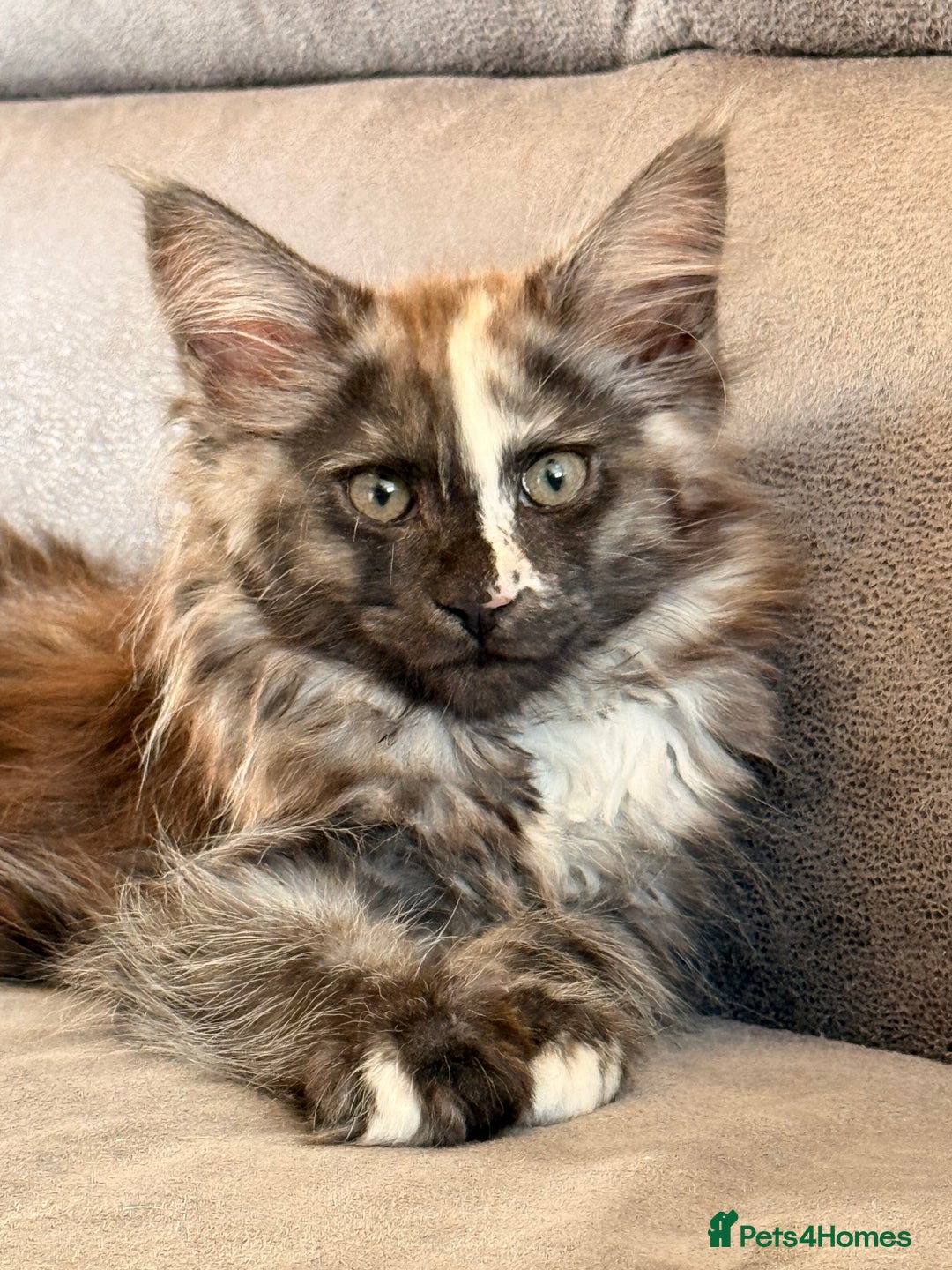 Maine Coon cats for sale: 6 remaining kittens - Advert 14