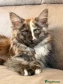 Maine Coon Kitten 5