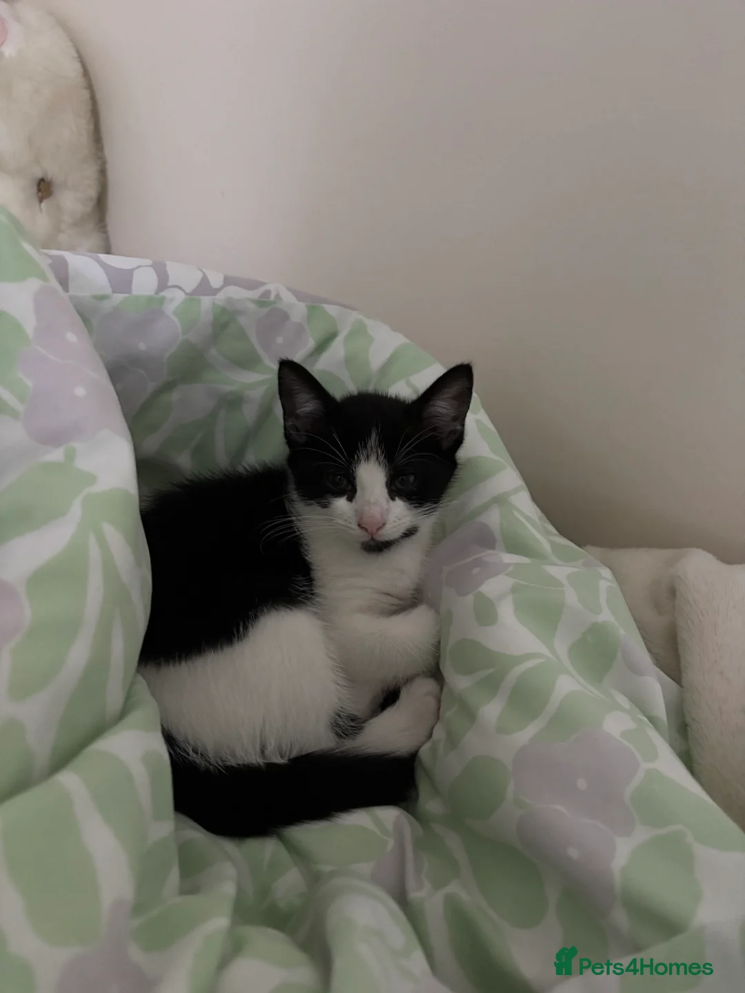 Mixed Breed cats for sale: mixed black and white female kitten - Advert 2