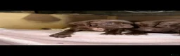 German Shorthaired Pointer dogs for sale: German shorthaired pointer pups - Advert 3