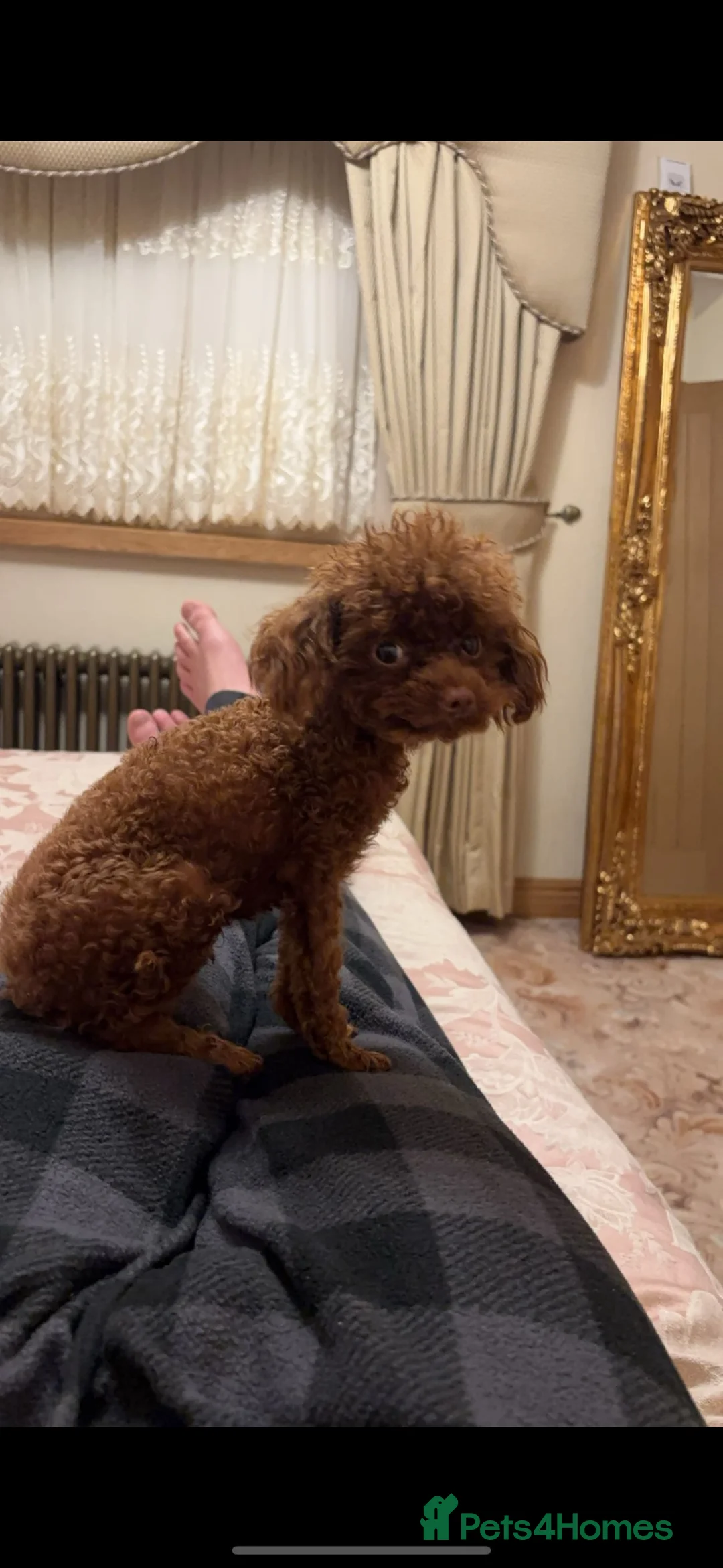 Toy Poodle dogs for sale: Toy poodle half Asian  in Broxburn - Advert 4