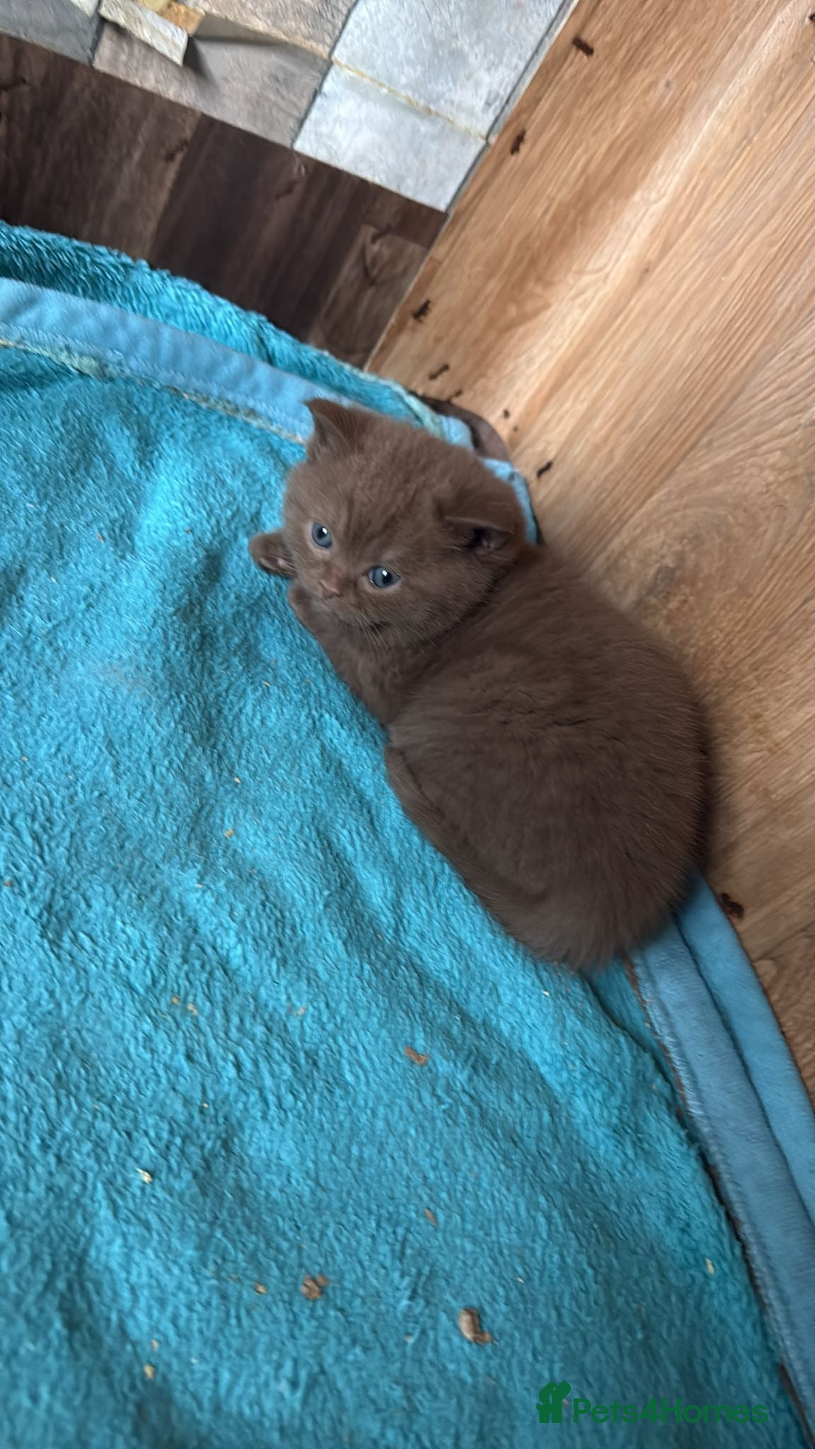 British Shorthair cats Cinnamon gccf boy - Advert 2