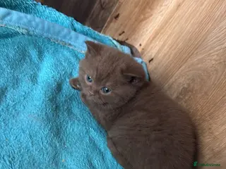 British Shorthair cats Cinnamon gccf boy - Advert 2