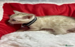 Bengal cats for sale: Bonnies Bengals  - Advert 15