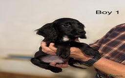 Cocker Spaniel dogs for sale: Beautiful cocker spaniel puppies ready now - Advert 3