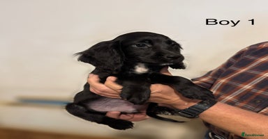 Cocker Spaniel dogs Beautiful cocker spaniel puppies ready now - Advert 10