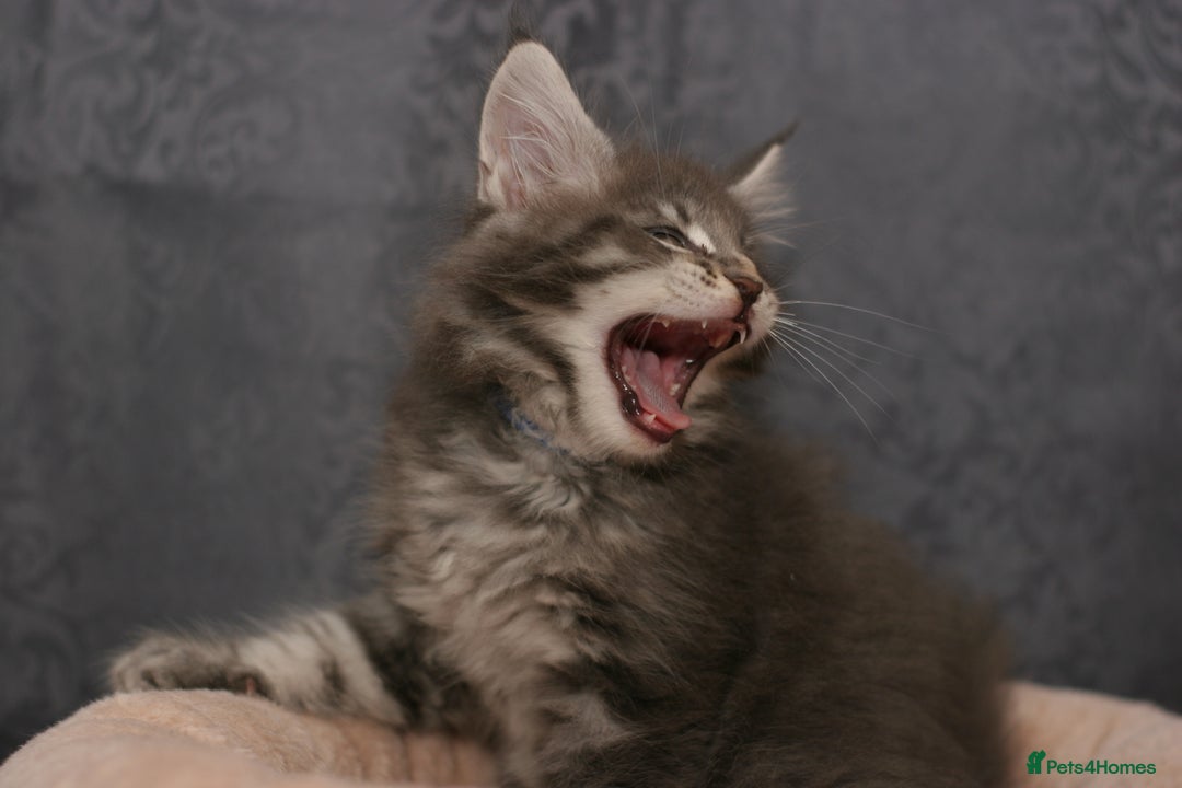 Maine Coon cats for sale: Mainecoon kittens TICA REGISTERED stunning - Advert 34