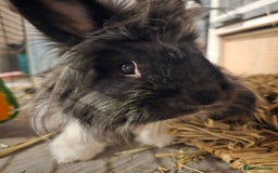 Lionhead rabbits for sale: Snugglebum Phoenix  in Weston-super-Mare - Image 1
