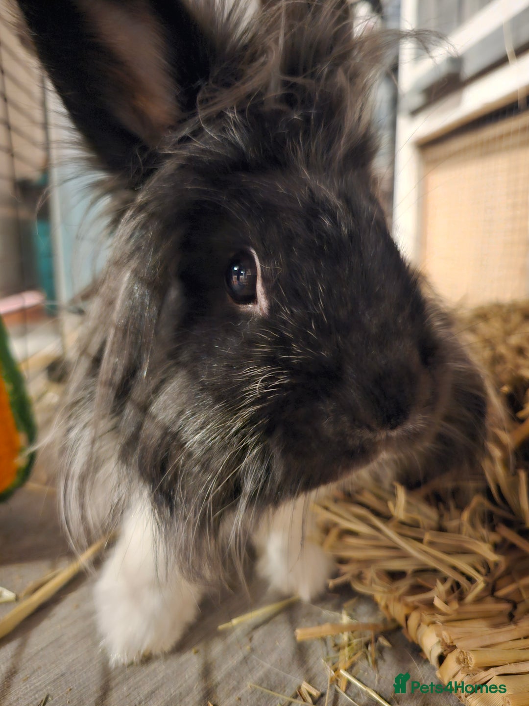 Lionhead rabbits for sale: Snugglebum Phoenix  in Weston-super-Mare - Image 1