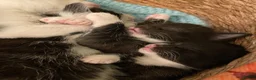 Mixed Breed cats for sale: 2 adorable kittens for sale  - Advert 13