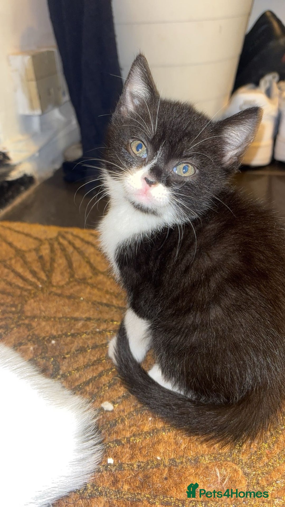 Domestic Shorthair cats for sale: Cute kittens for saleee  - Image 2