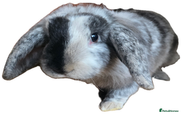 Mini Lion Lop rabbits for sale: 5 months old mini lion flop rabbit - Image 1