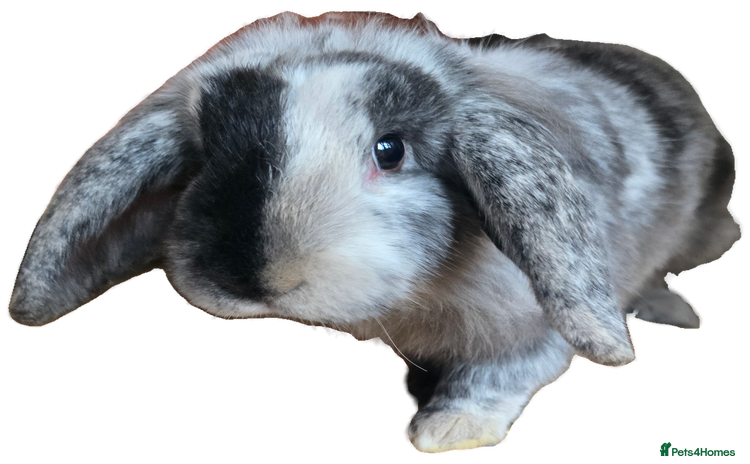 Mini Lion Lop rabbits - Advert 1