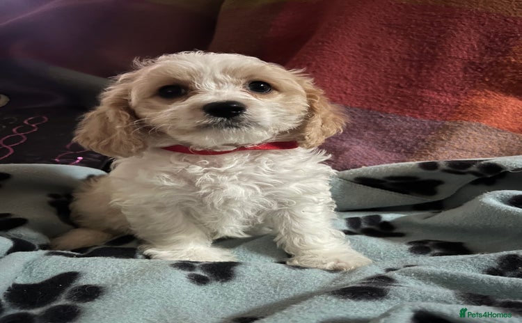 Cavachon dogs Cute Cavachon puppies  - Advert 1