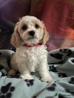 Cavachon dogs Cute Cavachon puppies - Advert 1