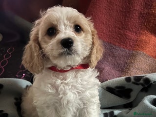 Cavachon dogs Cute Cavachon puppies - Advert 5