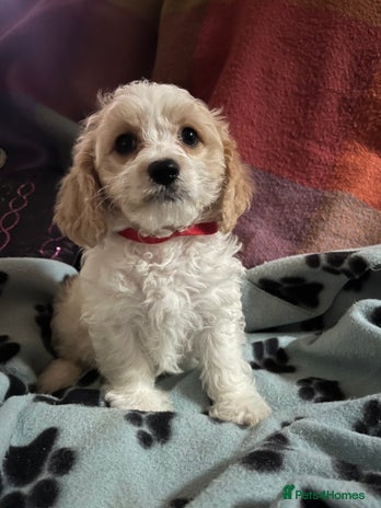 Cavachon dogs Cute Cavachon puppies - Advert 1