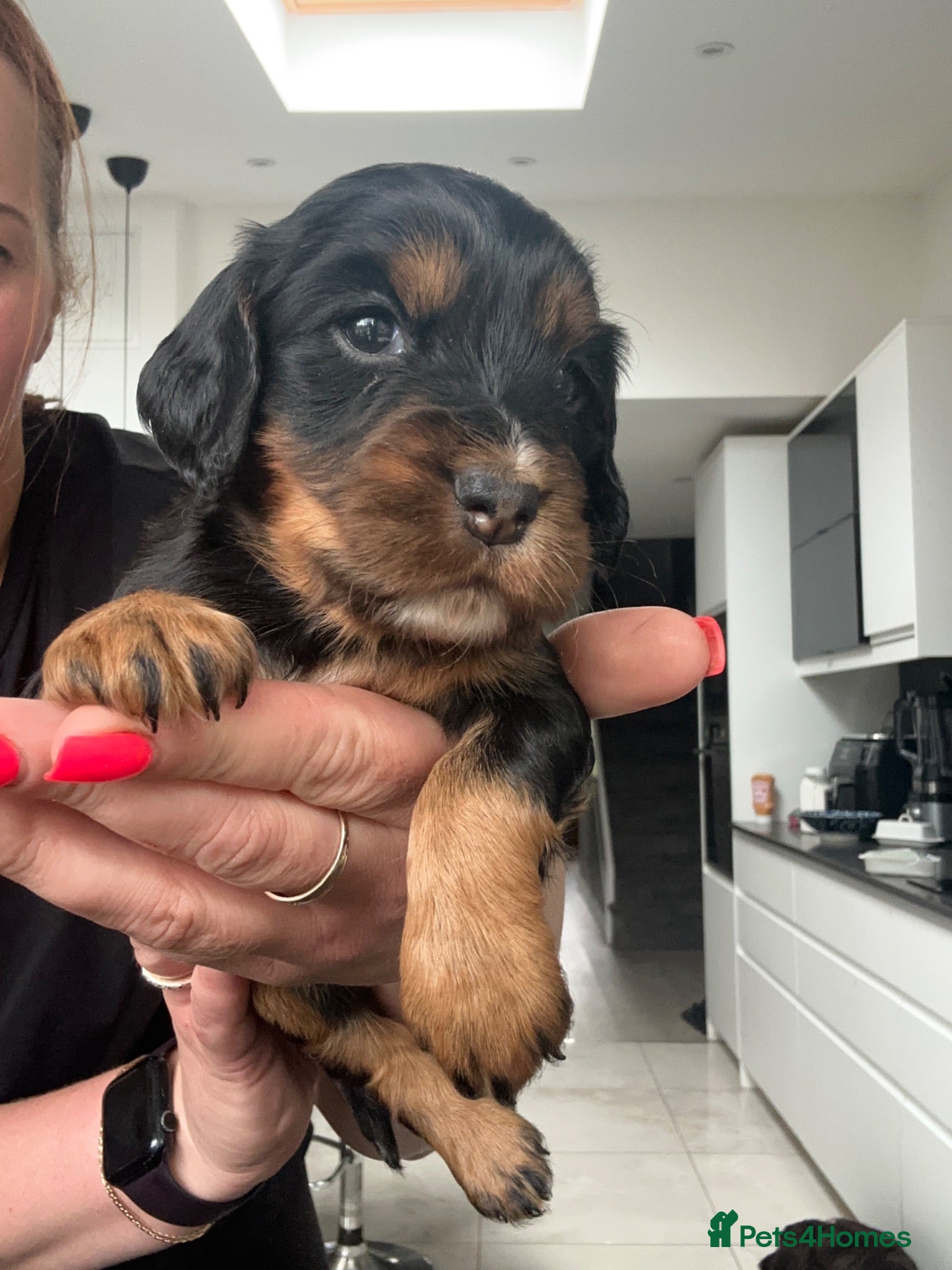 Cocker Spaniel dogs KC Registered Cocker Spaniels–DNA Clear Parents 👑 - Advert 4