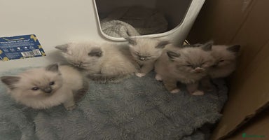 Ragdoll cats - Advert 1