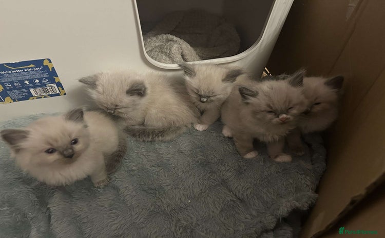 Ragdoll cats - Advert 7