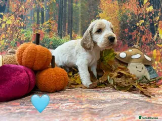 Cocker Spaniel dogs Health tested parents orange roan show type - Advert 2