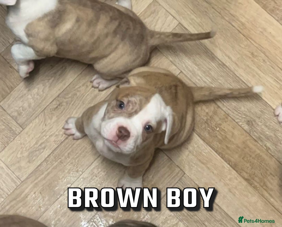 American Bulldog dogs for sale: American Bulldog Male - Image 6