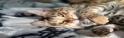 Bengal cats for sale: Pure Pedigree TICA Early Generation Bengal - Advert 19