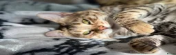 Bengal cats for sale: Pure Pedigree TICA Early Generation Bengal - Advert 19