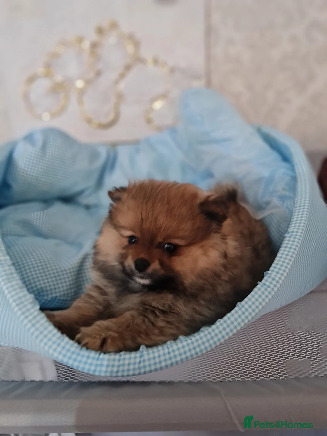 Pomeranian dogs for sale: Pomeranian Teddy bear puppies  - Advert 13