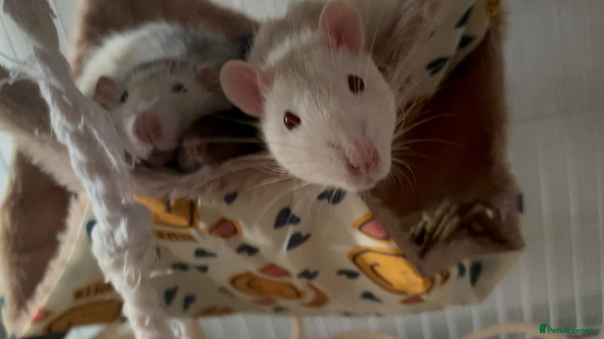 Rat rodents 3 male dumbo rats - Advert 6