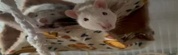Rat rodents for sale: 3 male dumbo rats in Halesowen - Advert 1