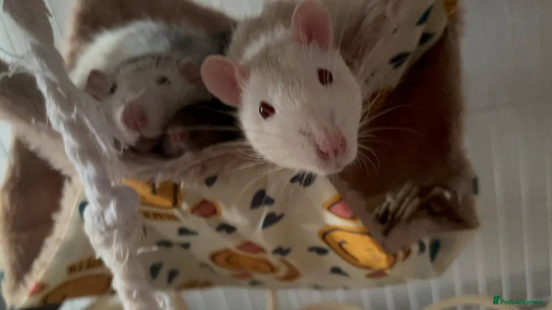 Rat rodents for sale: 3 male dumbo rats in Halesowen - Advert 1