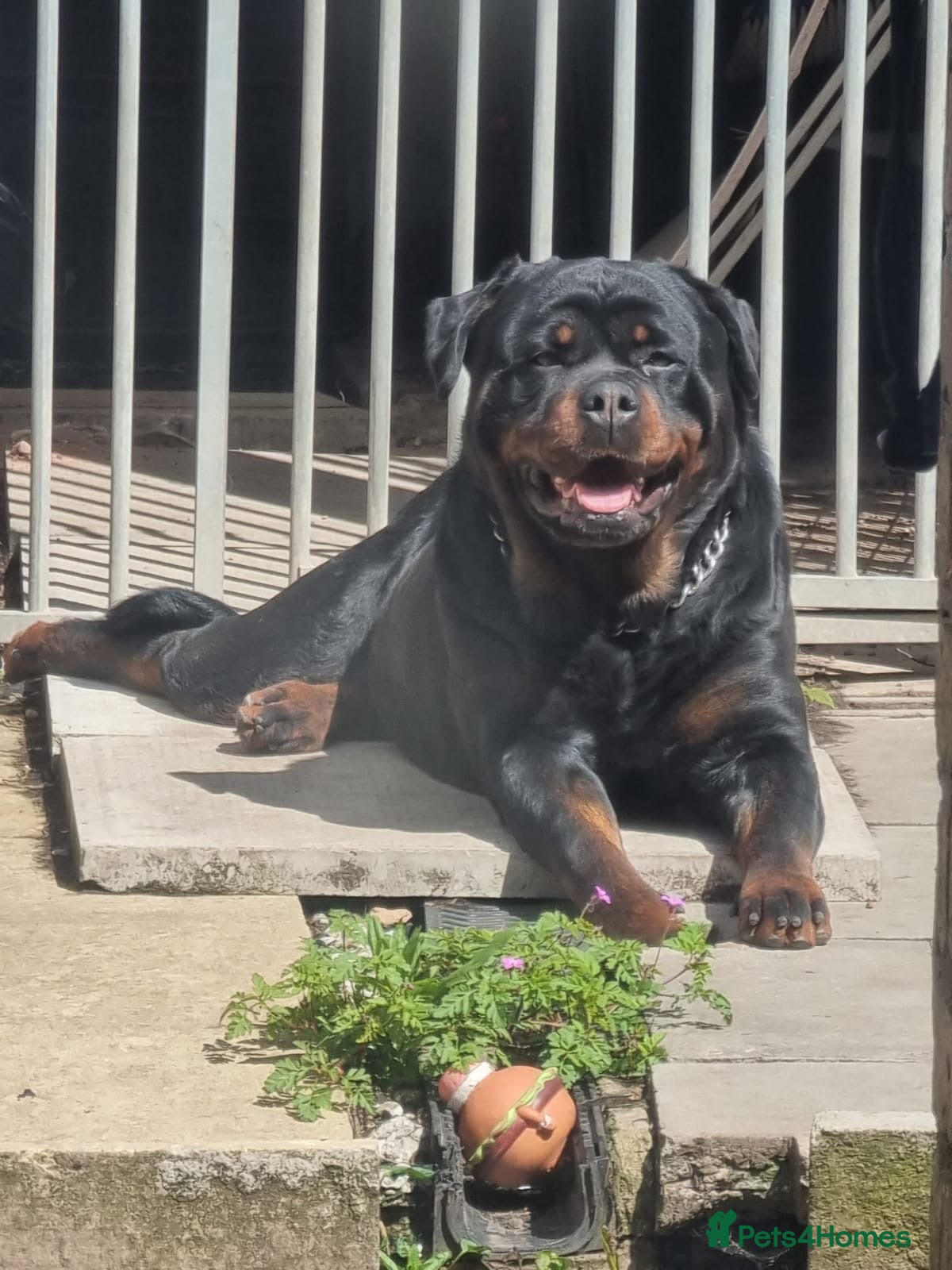 Rottweiler dogs ***KC REG active female**** - Advert 13