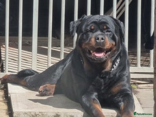Rottweiler dogs ***KC REG active female**** - Advert 2