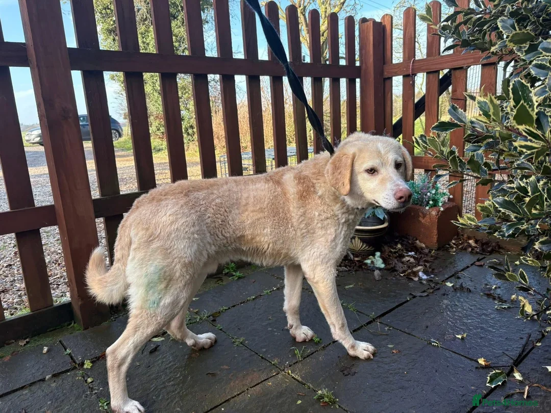 Golden Retriever dogs for adoption: Ralph - Norwich Norfolk  - Advert 22