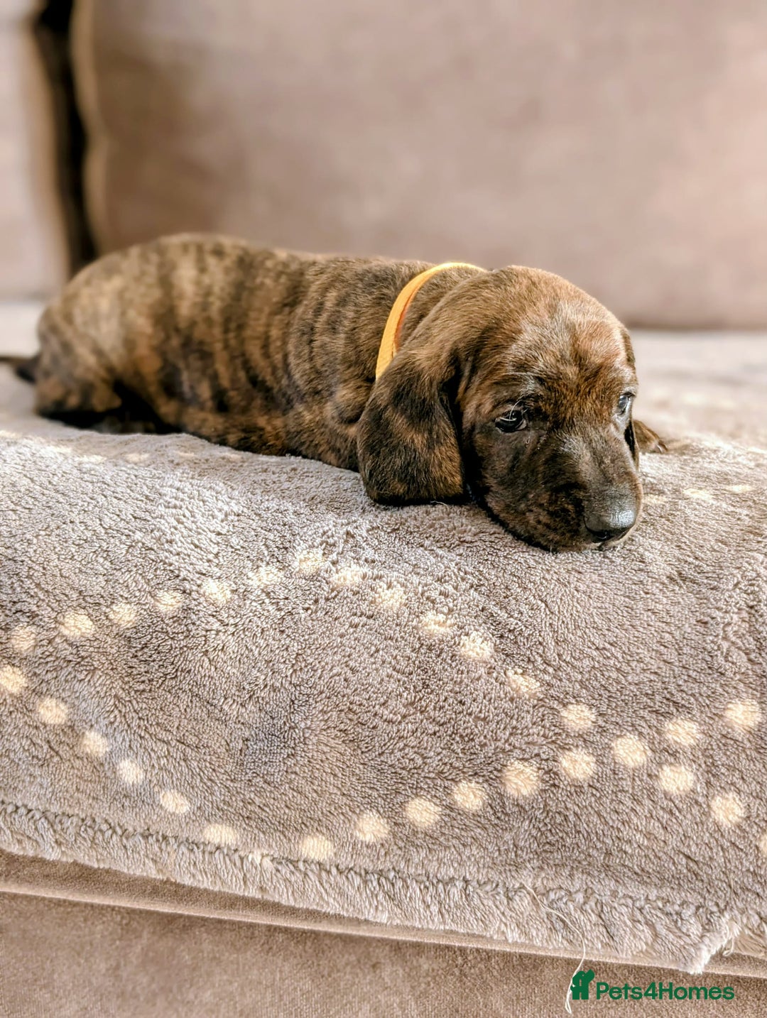 Dachshund dogs for sale: Champions Line/Show Quality Standard Dachshund - Advert 10