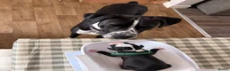 Mixed Breed dogs for sale: Stunning litter of Dalmatian Boxer mix - Advert 12