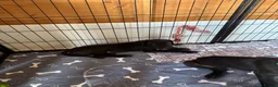 Great Dane dogs for sale: Ready now! Beautiful KC Great Dane puppies  - Advert 22