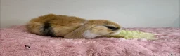 Mini Lop rabbits for sale: 12 Mini lop rabbits - Advert 10