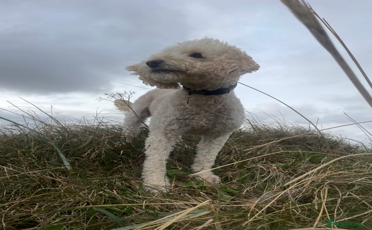 Cockapoo dogs - Advert 12