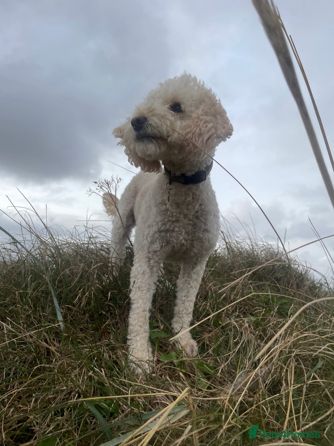 Cockapoo dogs for sale: Cockerpoo F1b Puppies expected 6 December  - Image 1