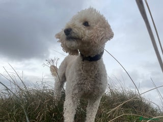 Cockapoo dogs for sale - Advert 1