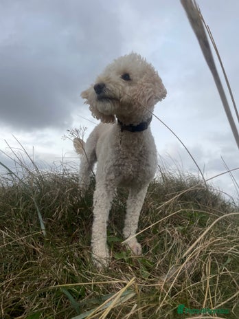 Cockapoo dogs - Advert 2