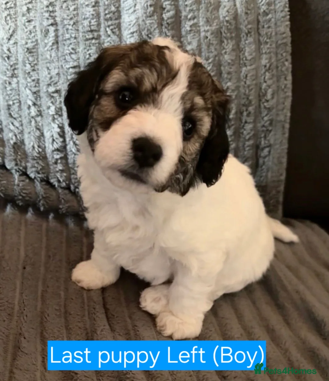 Jackapoo dogs for sale: 4 adorable jackapoo puppies  - Advert 1