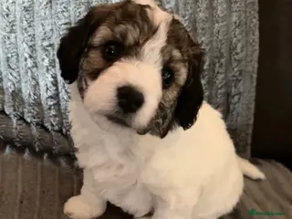 Jackapoo dogs 4 adorable jackapoo puppies - Advert 12