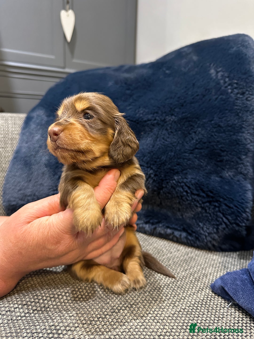 Dachshund dogs for sale: Longhaired miniature daschunds for sale - Image 9