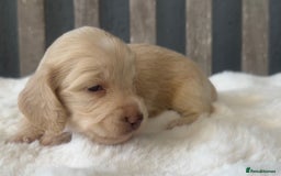 Miniature Dachshund dogs for sale: Beautiful Miniature Dachshunds Dapple Choc & cream - Image 8
