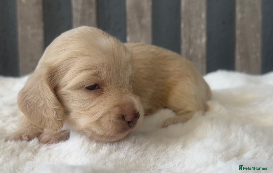 Miniature Dachshund dogs for sale: Beautiful Miniature Dachshunds Dapple Choc & cream - Image 8