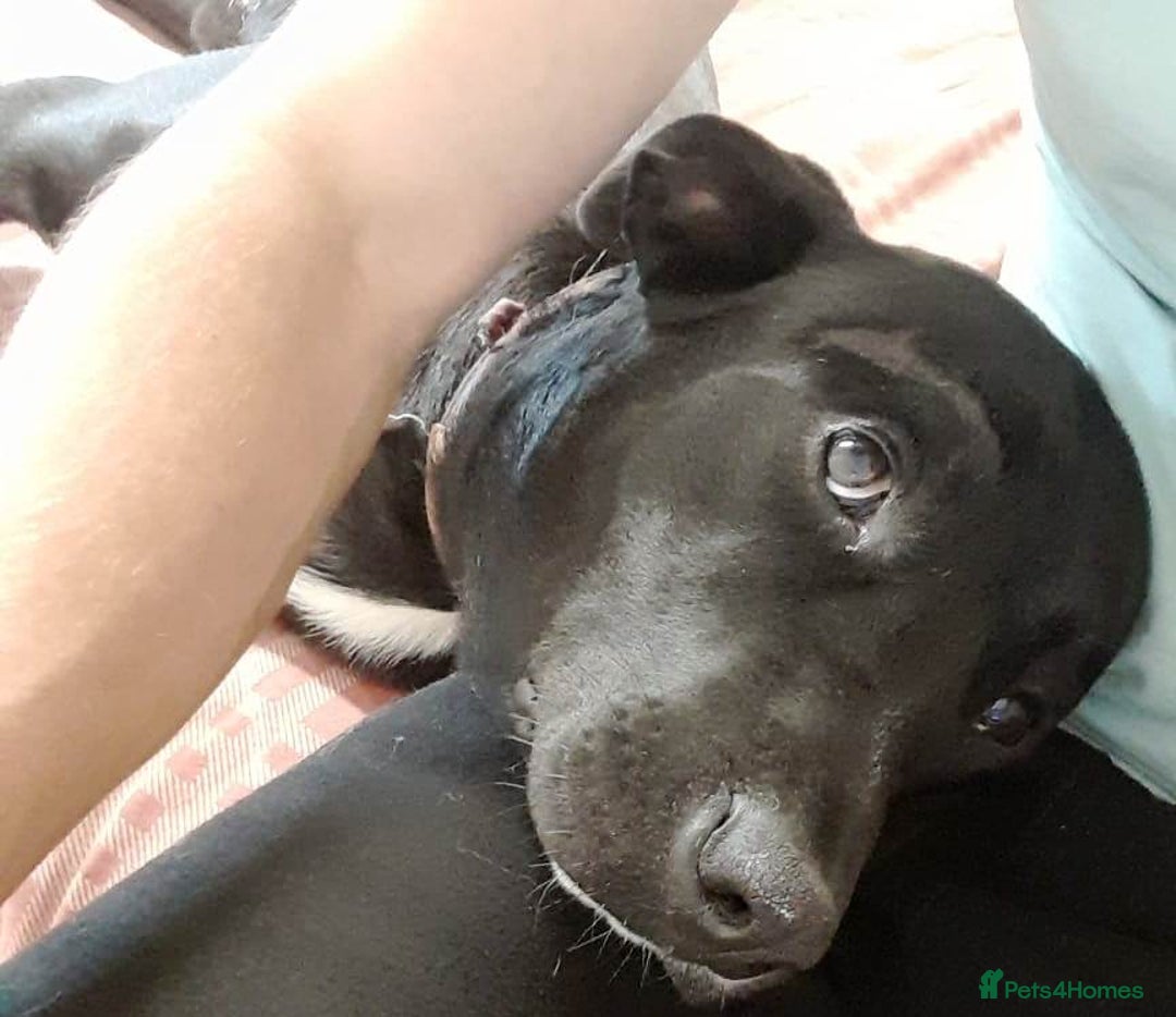 Mixed Breed dogs for adoption: SHEAMUS-a sensitive Soul for the right Human Match - Advert 28