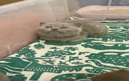 British Shorthair cats for sale: Price reduced Reg gccf Liliac BSH two female  - Image 24